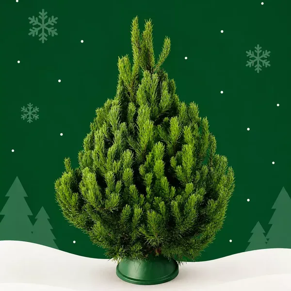 Новогодняя сосна